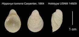 Image of Hipponyx tumens (Carpenter 1864)