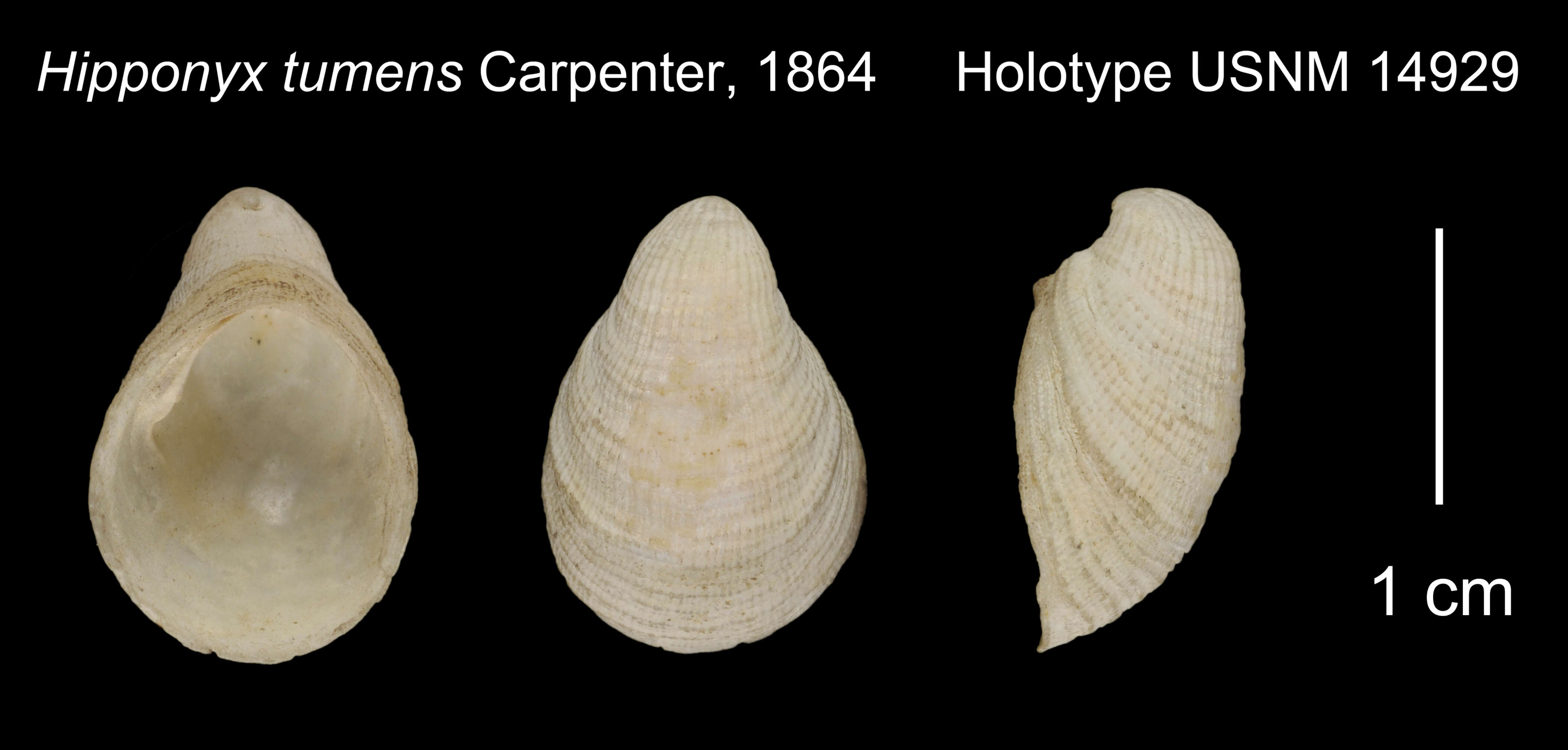 Image of Hipponyx tumens (Carpenter 1864)