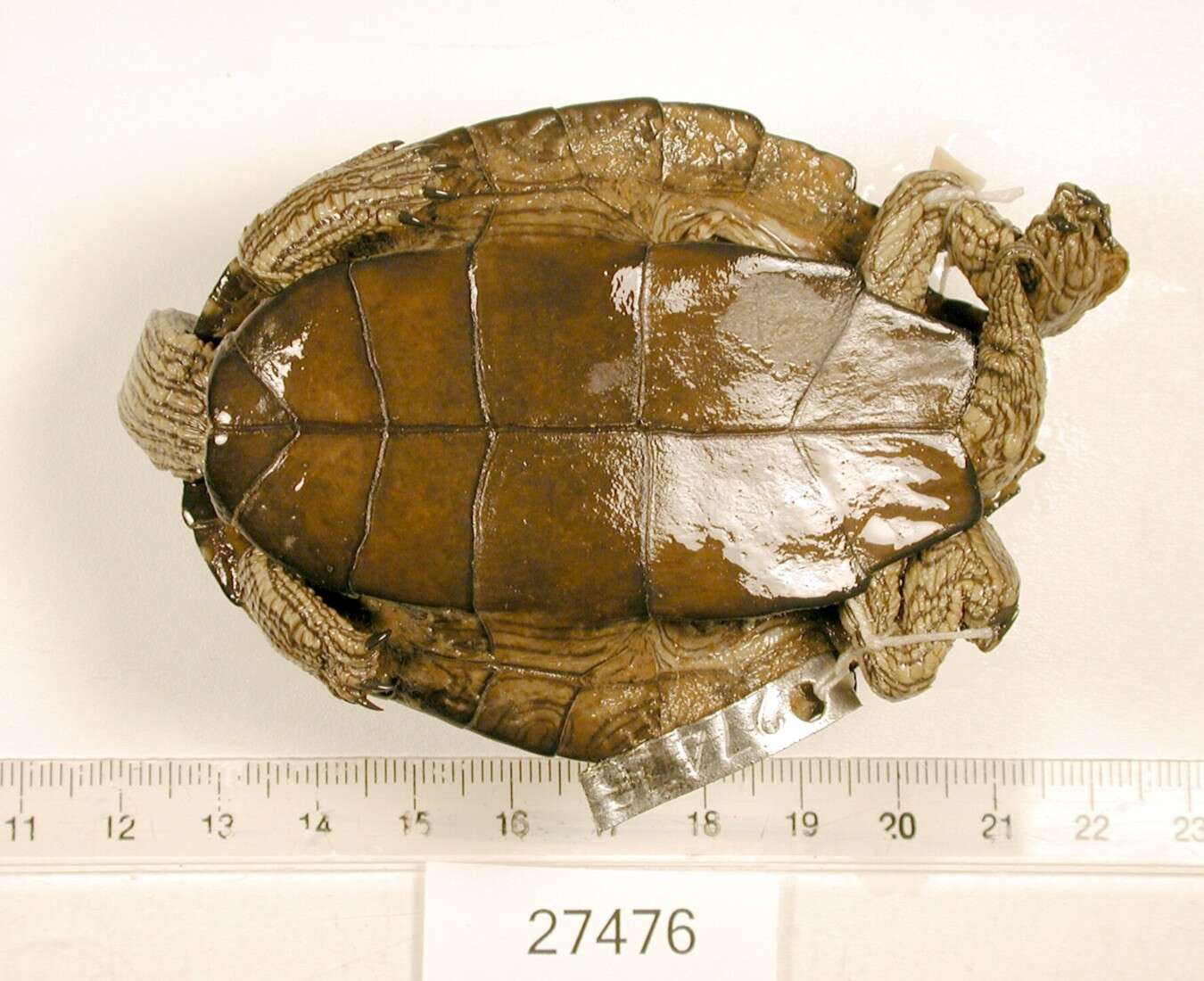 Image of Texas Map Turtle