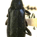 Image of Grammoptera rhodopus (Le Conte 1874)