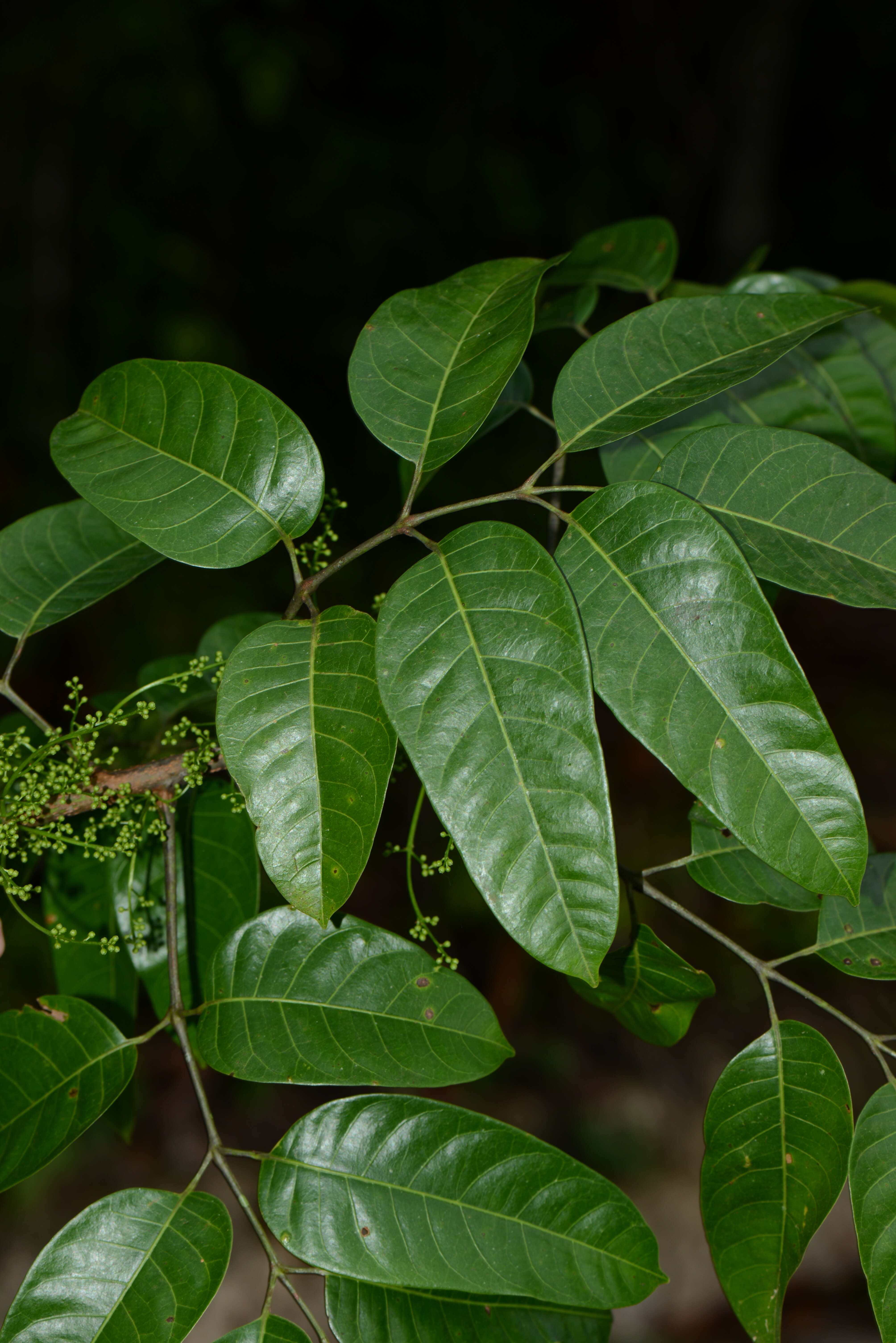 Image of Protium multiramiflorum Lundell