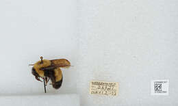 Слика од Bombus affinis Cresson 1864