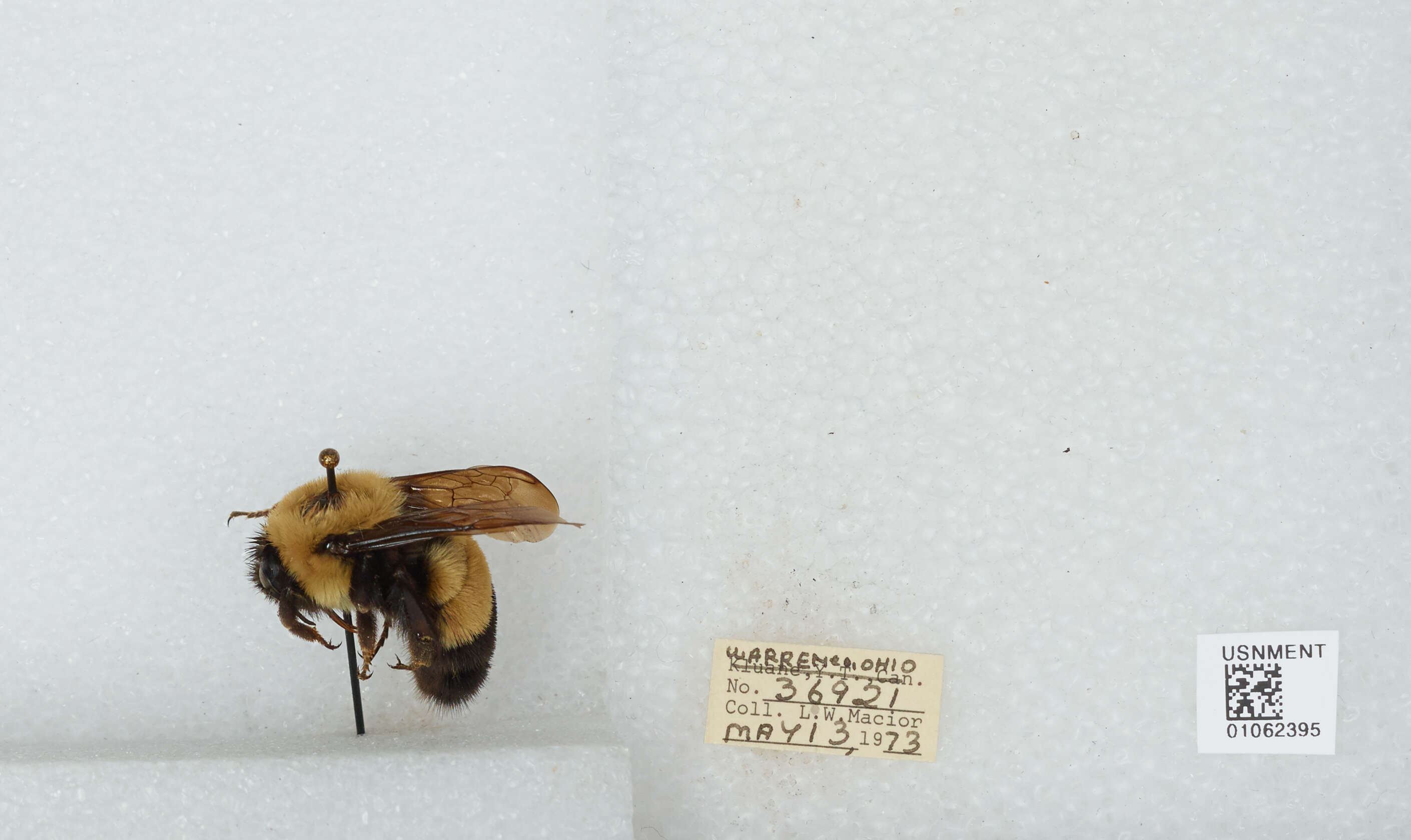 Слика од Bombus affinis Cresson 1864