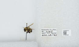 Слика од Bombus affinis Cresson 1864