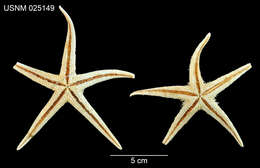 Image of Astropecten americanus (Verrill 1880)