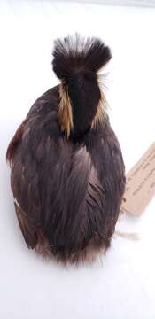 Imagem de Podiceps nigricollis californicus Heermann 1854