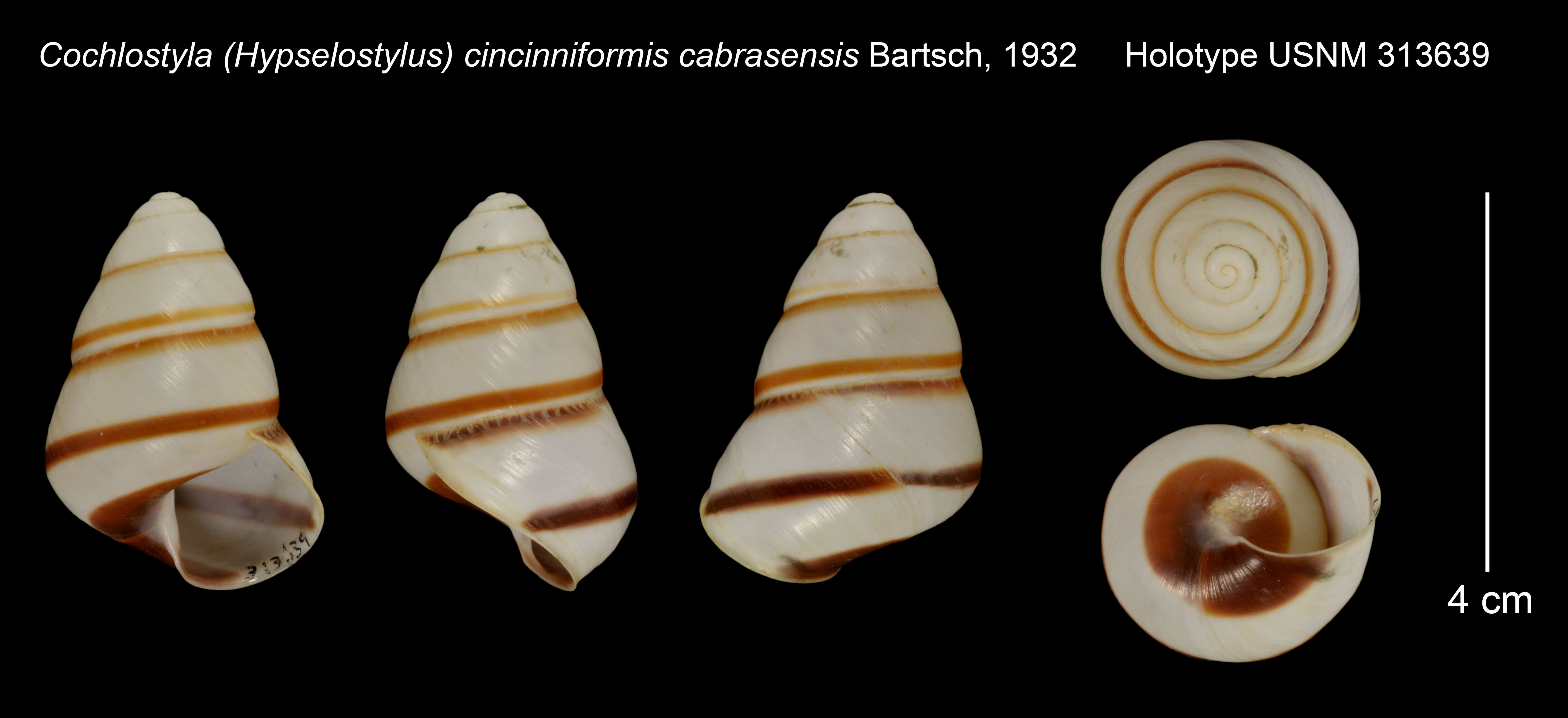 Image of Cochlostyla (Hypselostylus) cincinniformis cabrasensis Bartsch