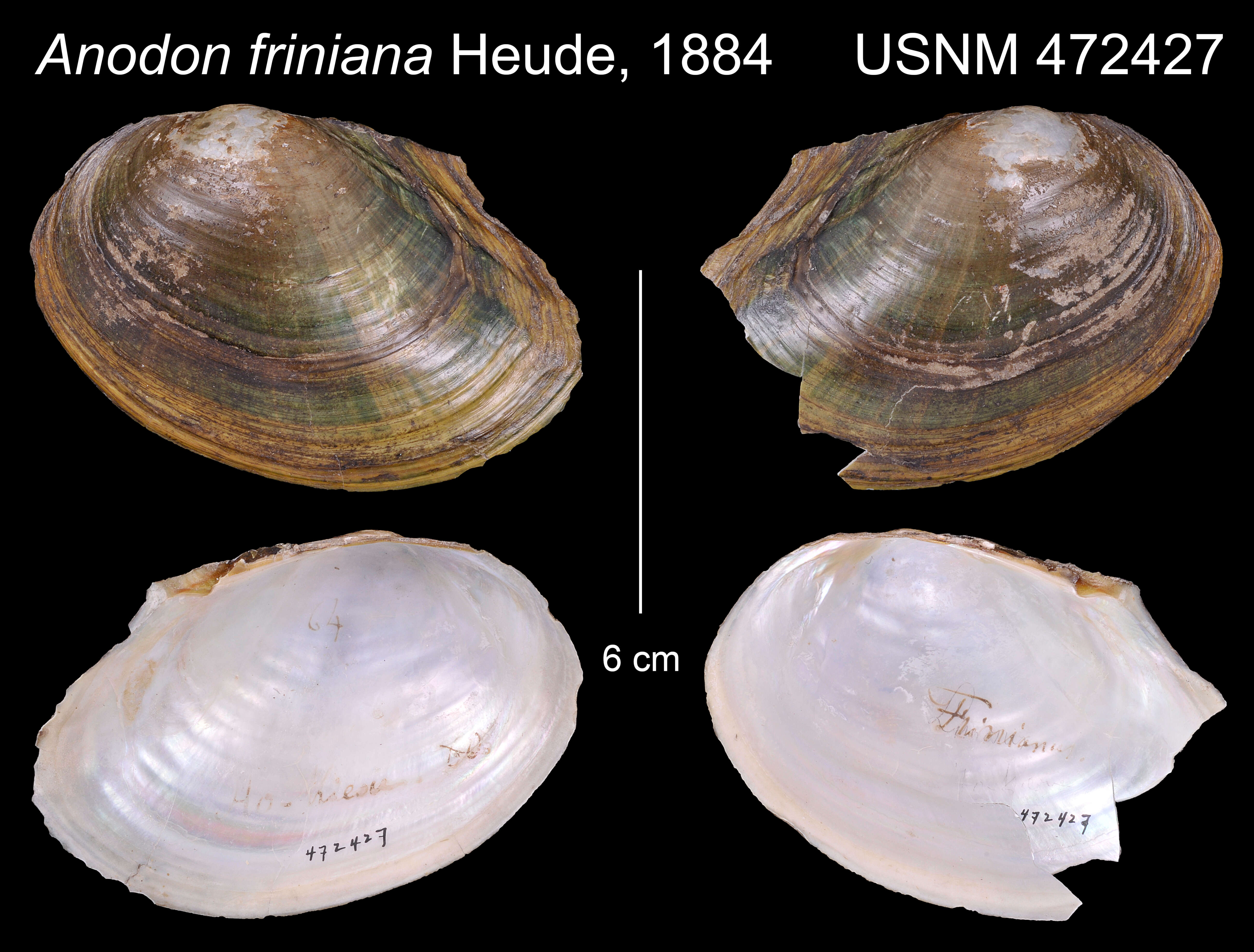 Image de Sinanodonta Modell 1945