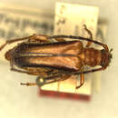 Image of Trypogeus apicalis Fisher 1936