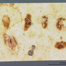 Image of Microgaster robiniae Fitch