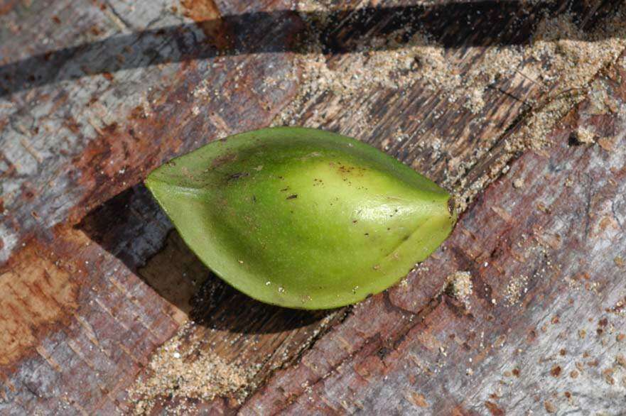 Image of tropical-almond