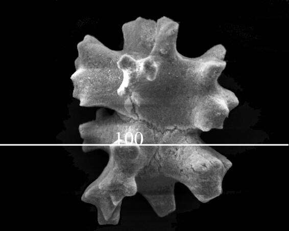 Image of Hemicorallium regale (Bayer 1956)