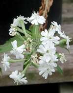 Image of cliffface catchfly