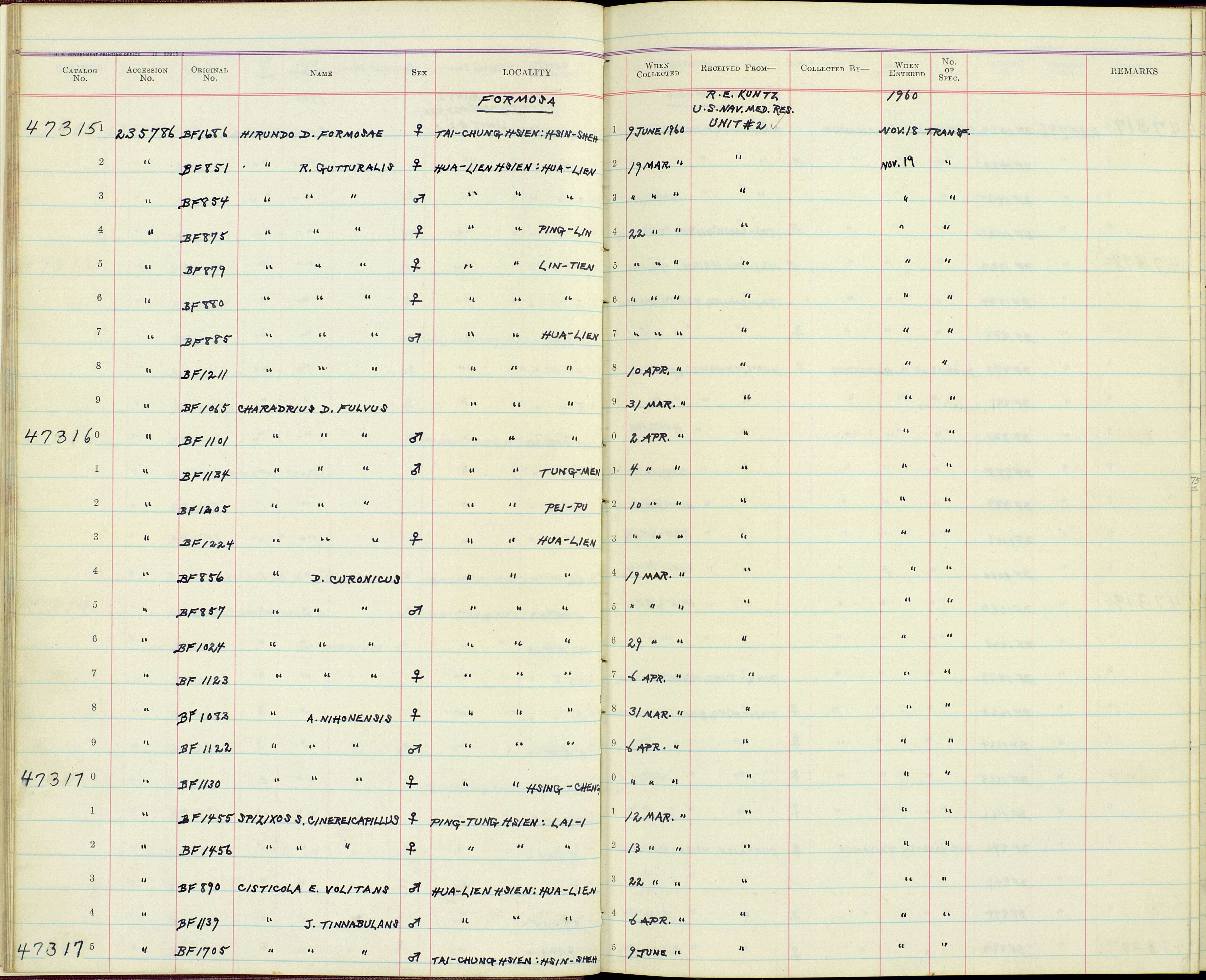 Image of Charadrius alexandrinus nihonensis Deignan 1941