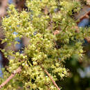 Sivun Zanthoxylum rigidum subsp. hasslerianum (Chodat) Reynel kuva