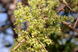 Image of Zanthoxylum rigidum subsp. hasslerianum (Chodat) Reynel
