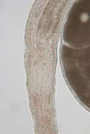 Image of Ototyphlonemertes (Parmula) parmula Corrêa 1950