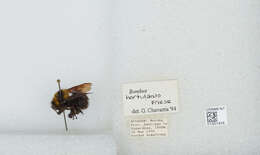 Plancia ëd Bombus hortulanus Friese 1904