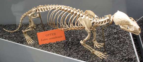 Image of Otter sp.