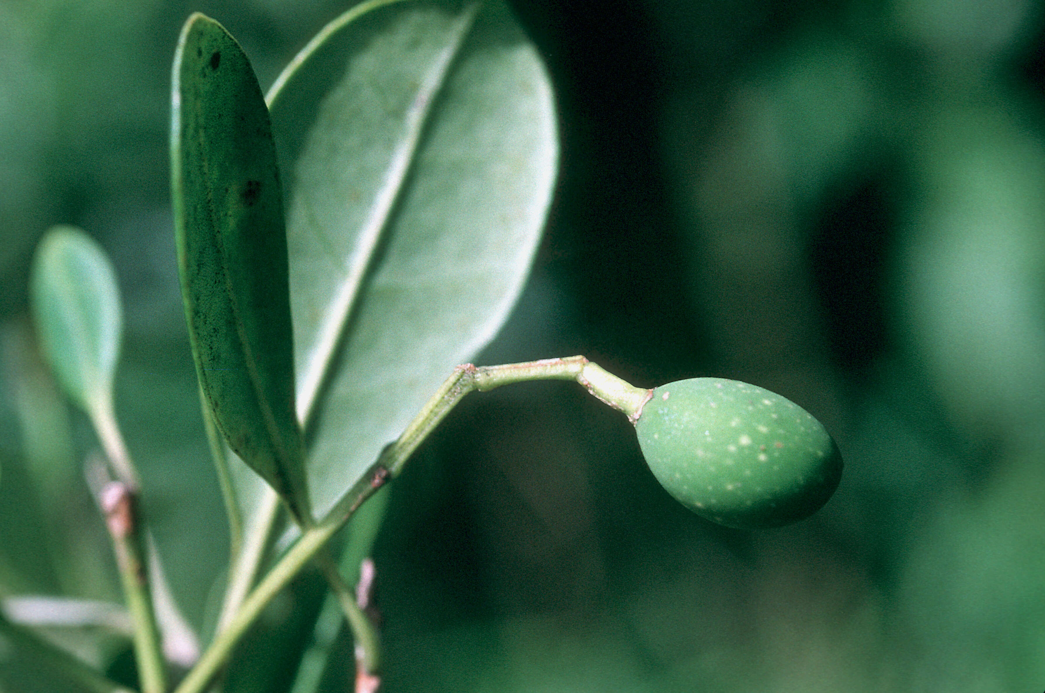 Plancia ëd Haenianthus salicifolius Griseb.