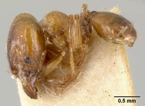 Pheidole chalca Wheeler 1914 resmi