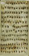 Image of <i>Ancistrocerus <i>catskill</i></i> catskill