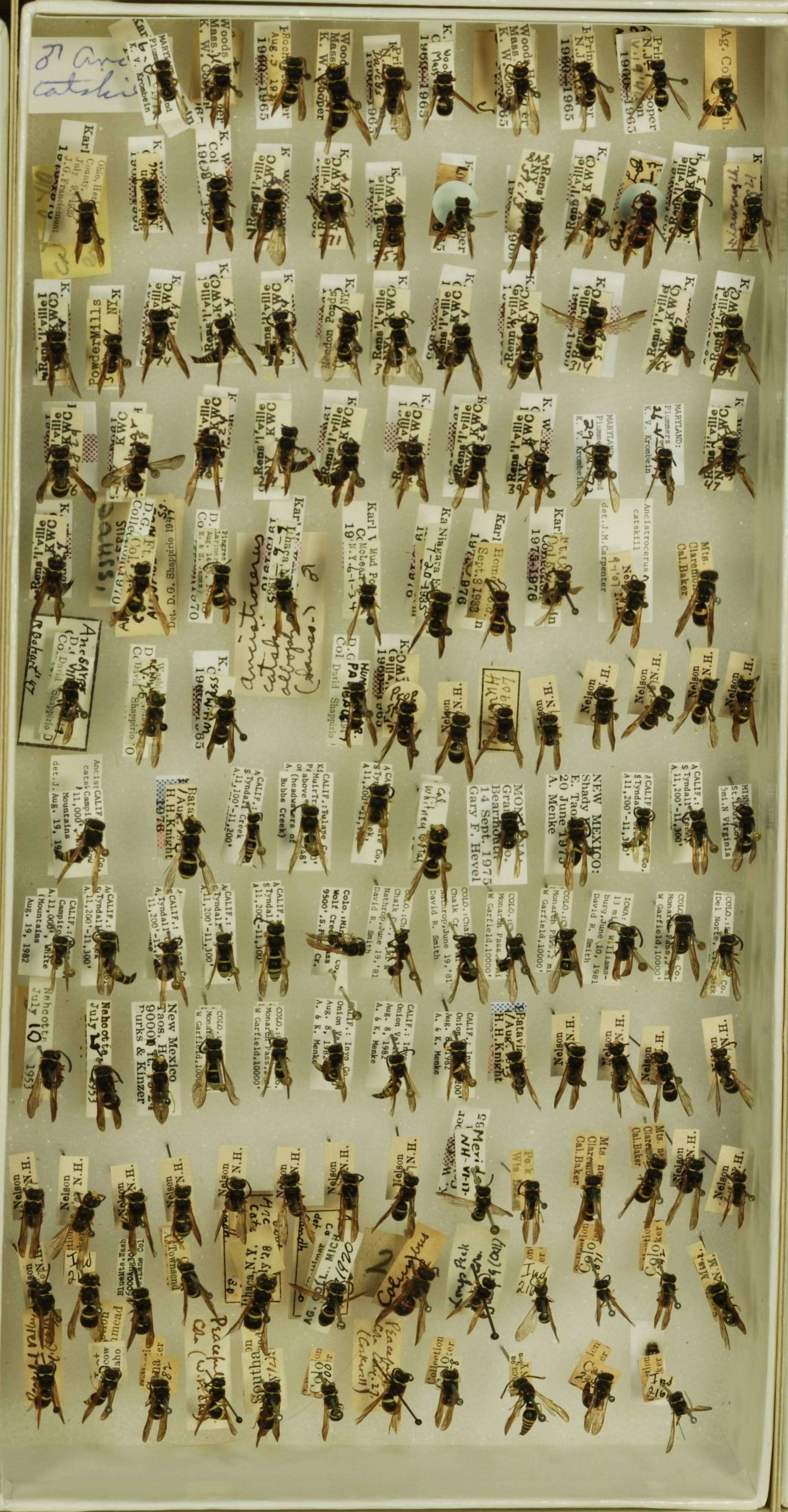 Image of <i>Ancistrocerus <i>catskill</i></i> catskill