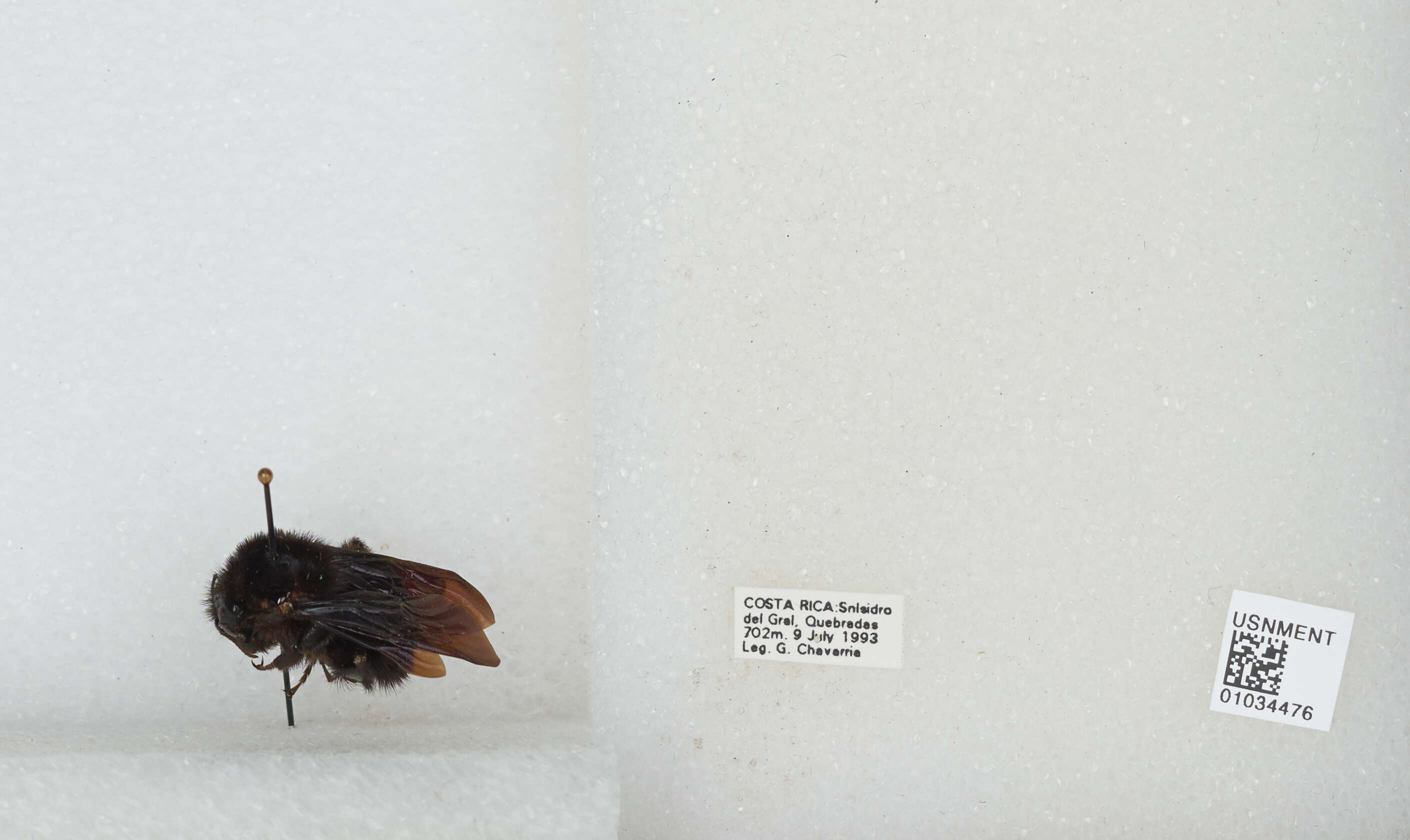 Image of Bombus pullatus Franklin 1913