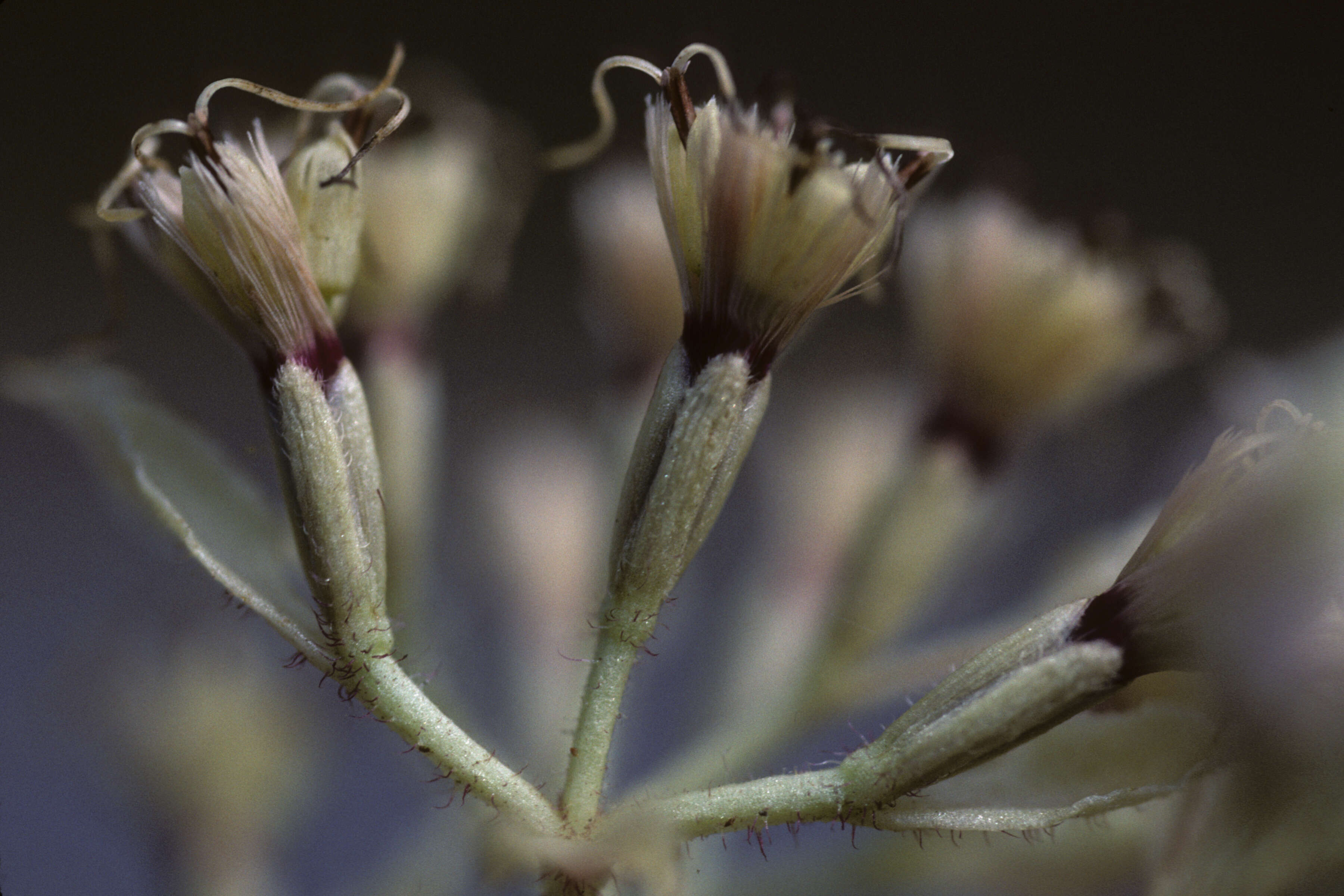 Image of fragile hempvine