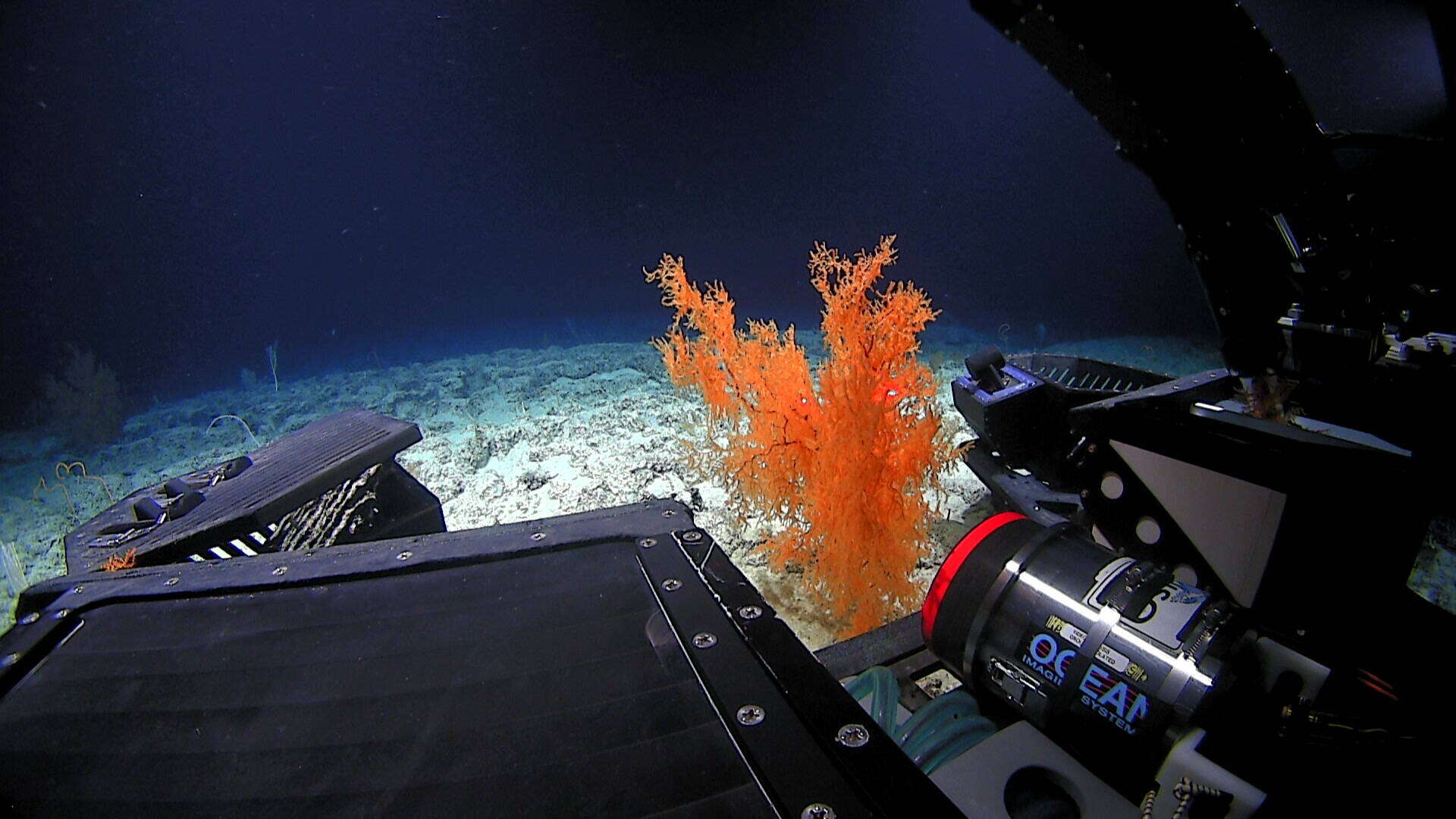 Image of Black coral