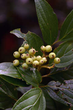 Image of Cornus excelsa Kunth