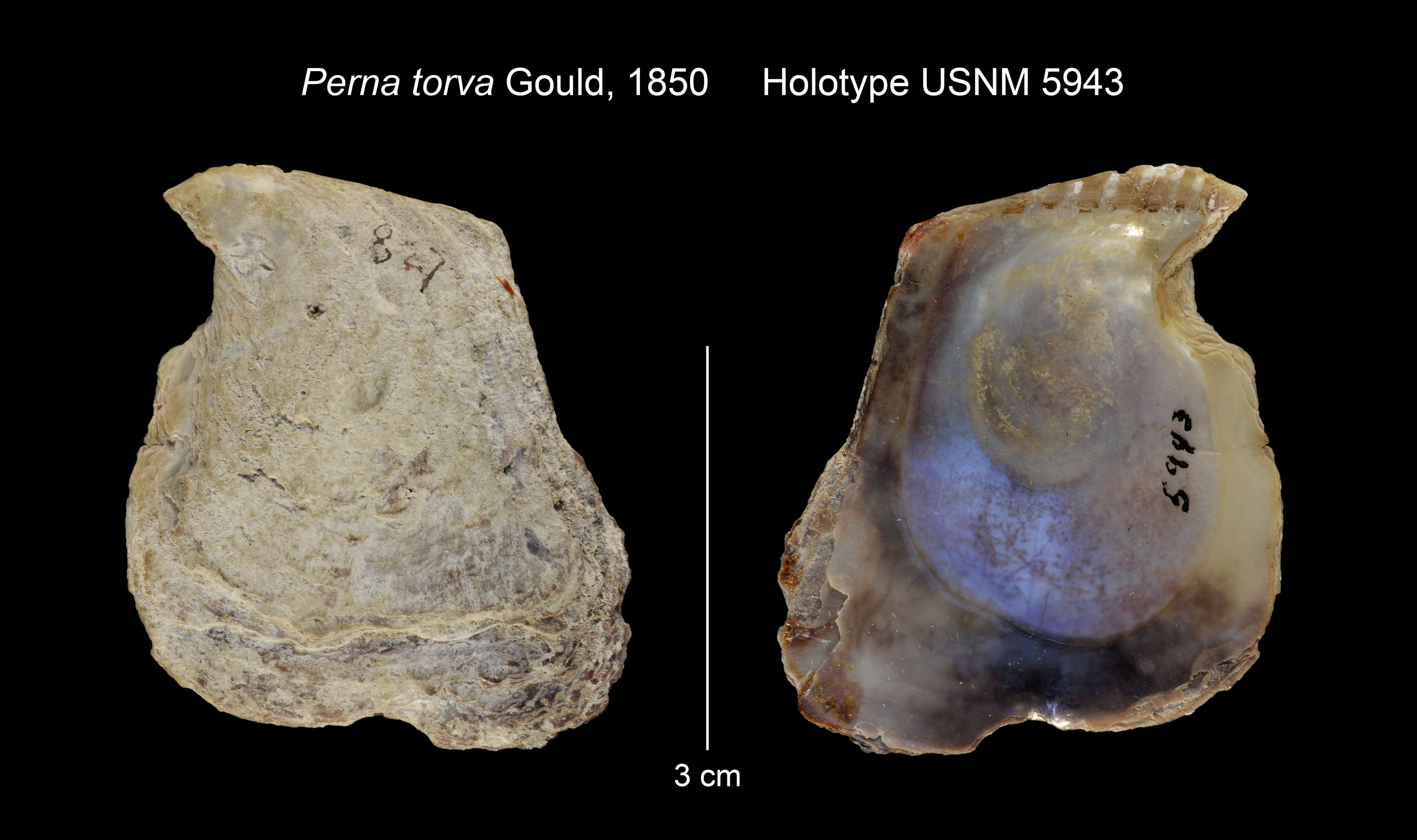 Isognomon legumen (Gmelin 1791) resmi