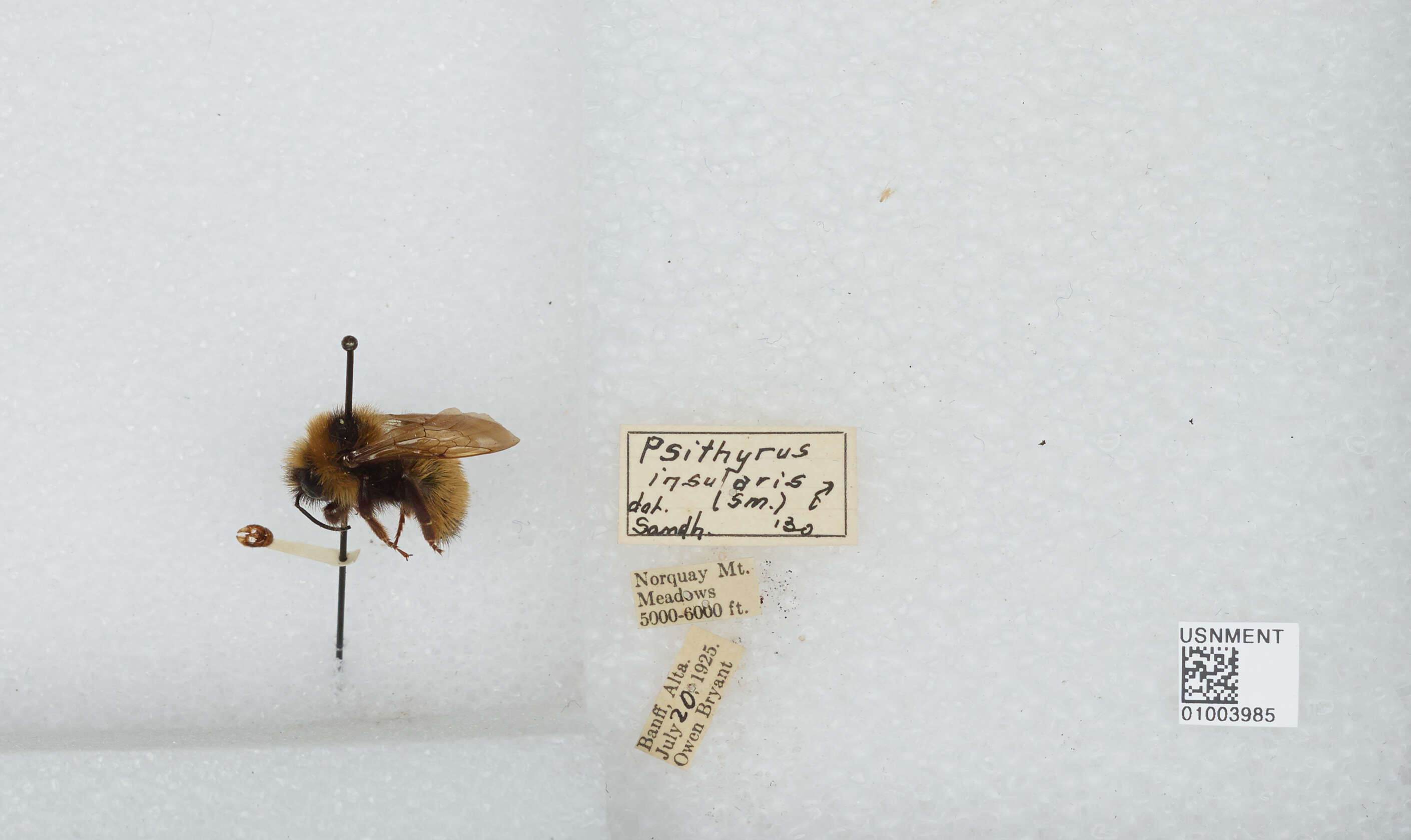 Image de Bombus insularis (Smith 1861)