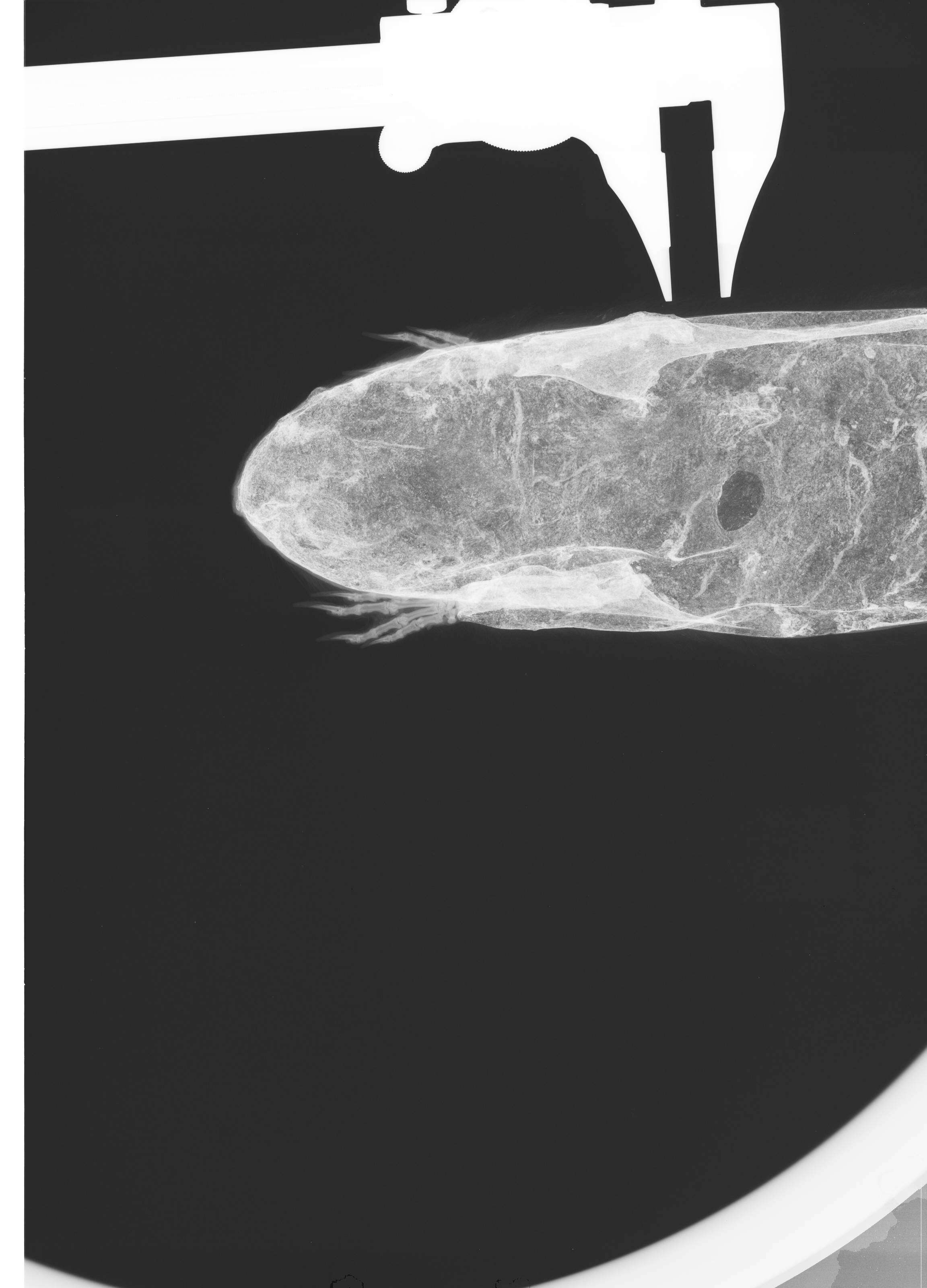 Image of Urocitellus columbianus columbianus (Ord 1815)