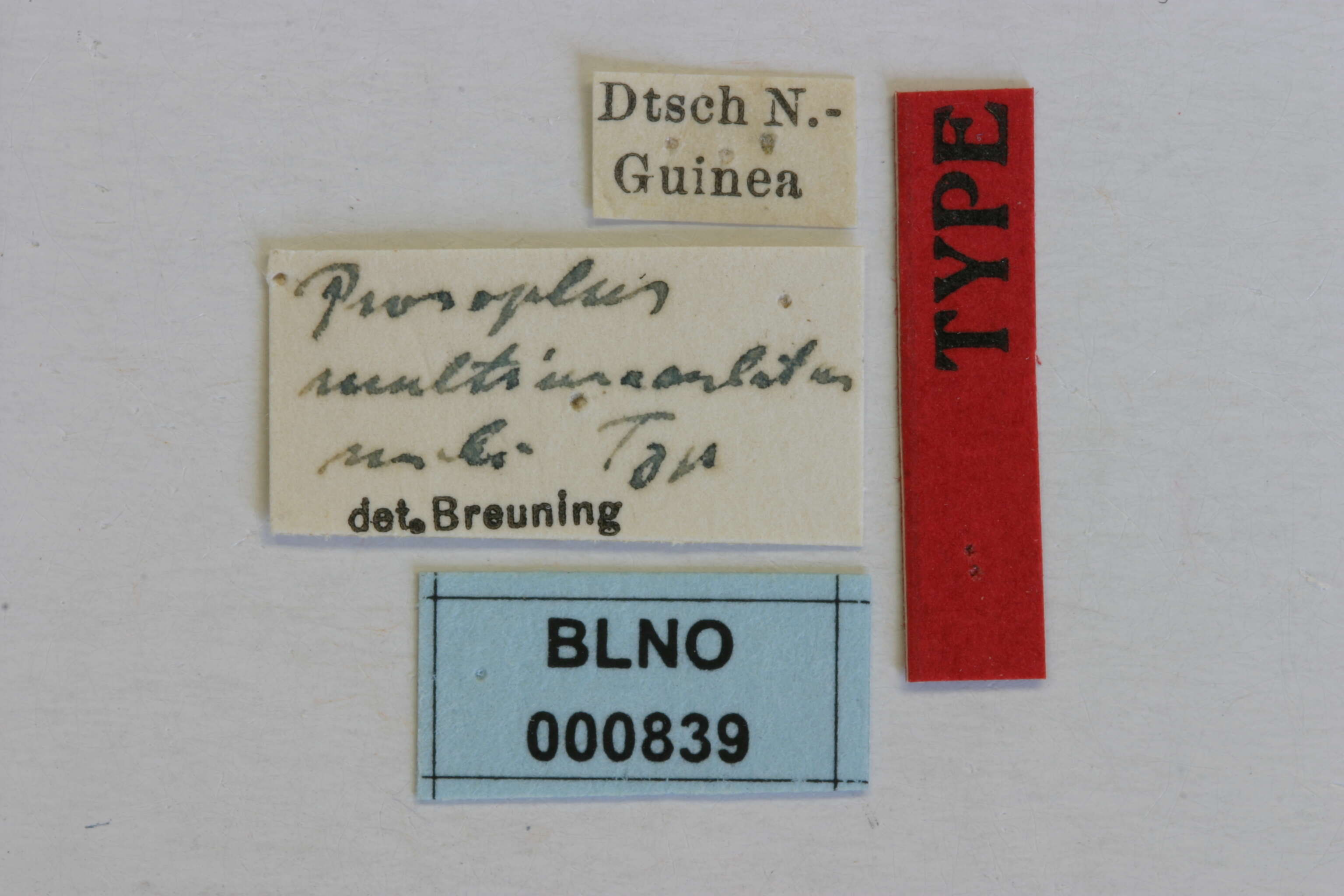 Image of Rhytiphora multimaculata (Breuning 1943)