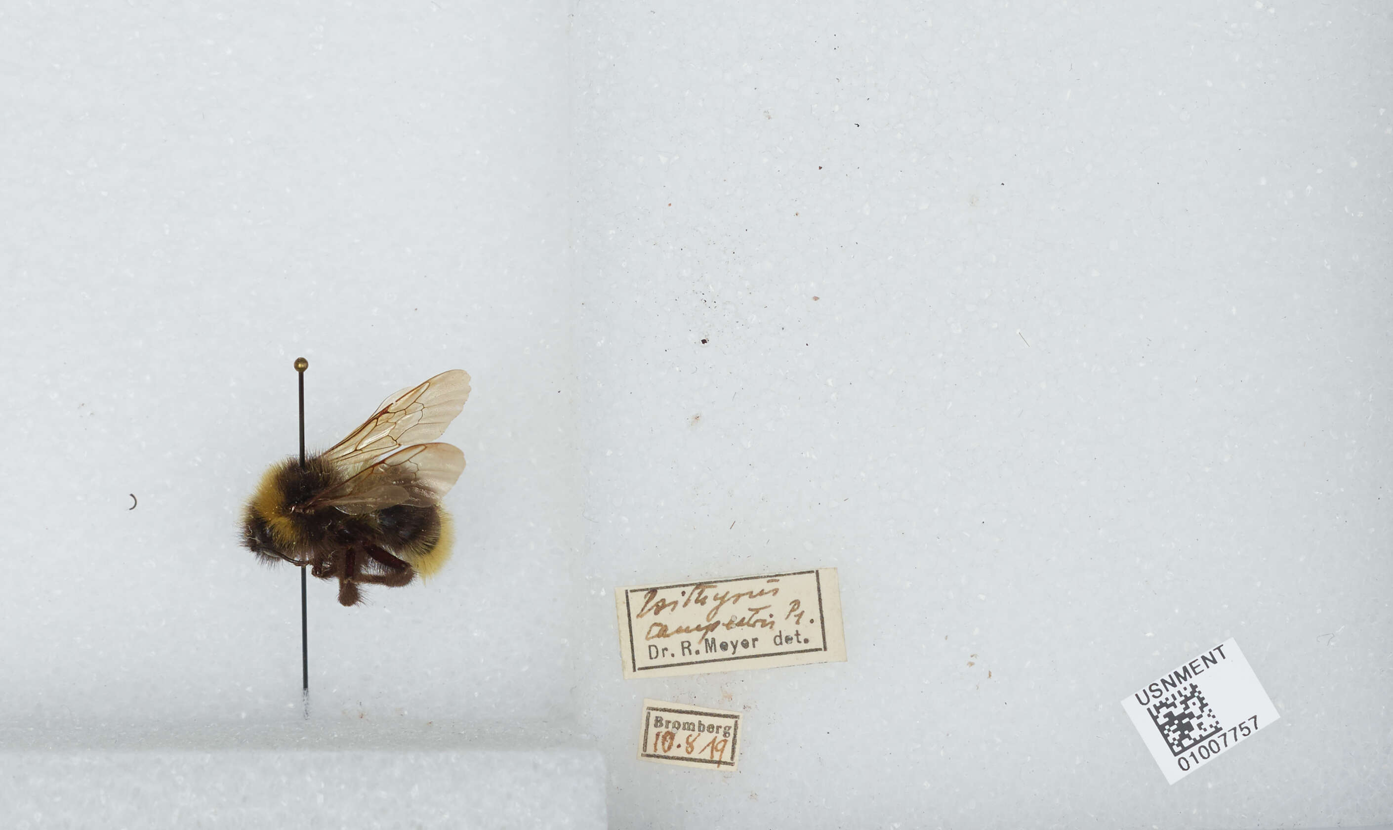 Image of Bombus campestris (Panzer 1801)