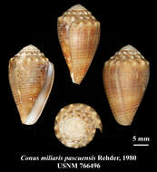 Image of Conus miliaris pascuensis Rehder 1980