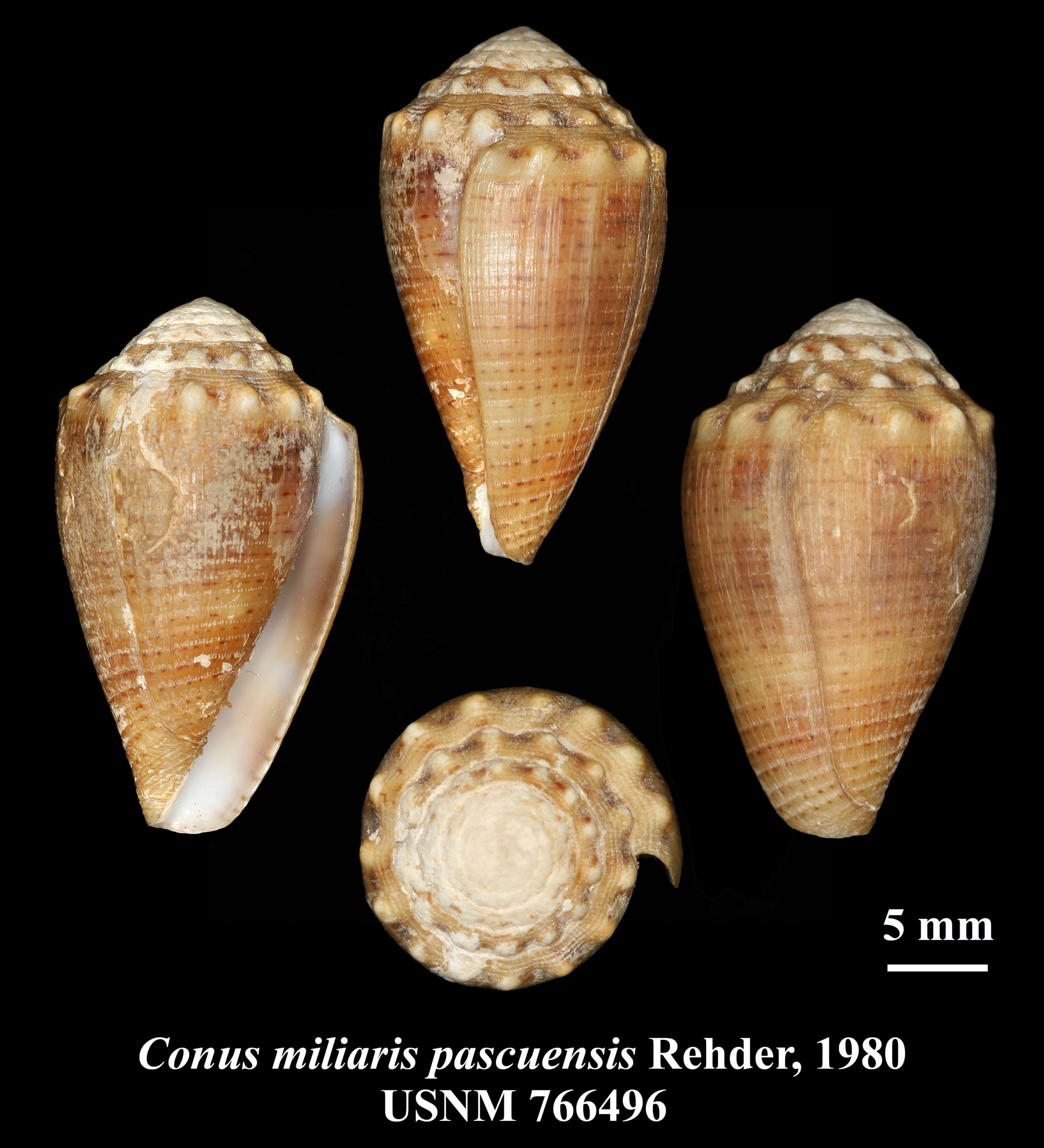 Image of Conus miliaris pascuensis Rehder 1980