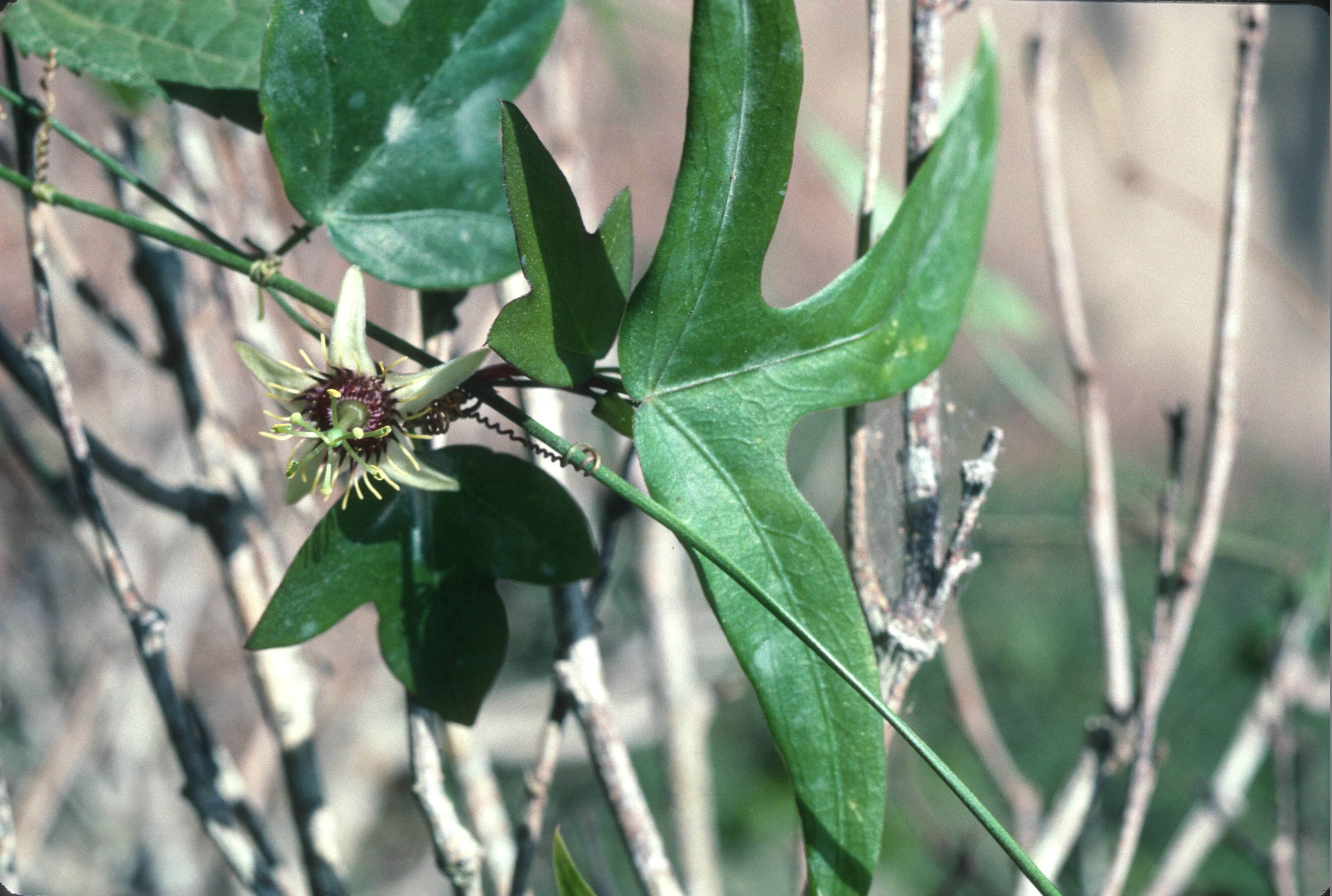 Image of Passiflora suberosa subsp. suberosa