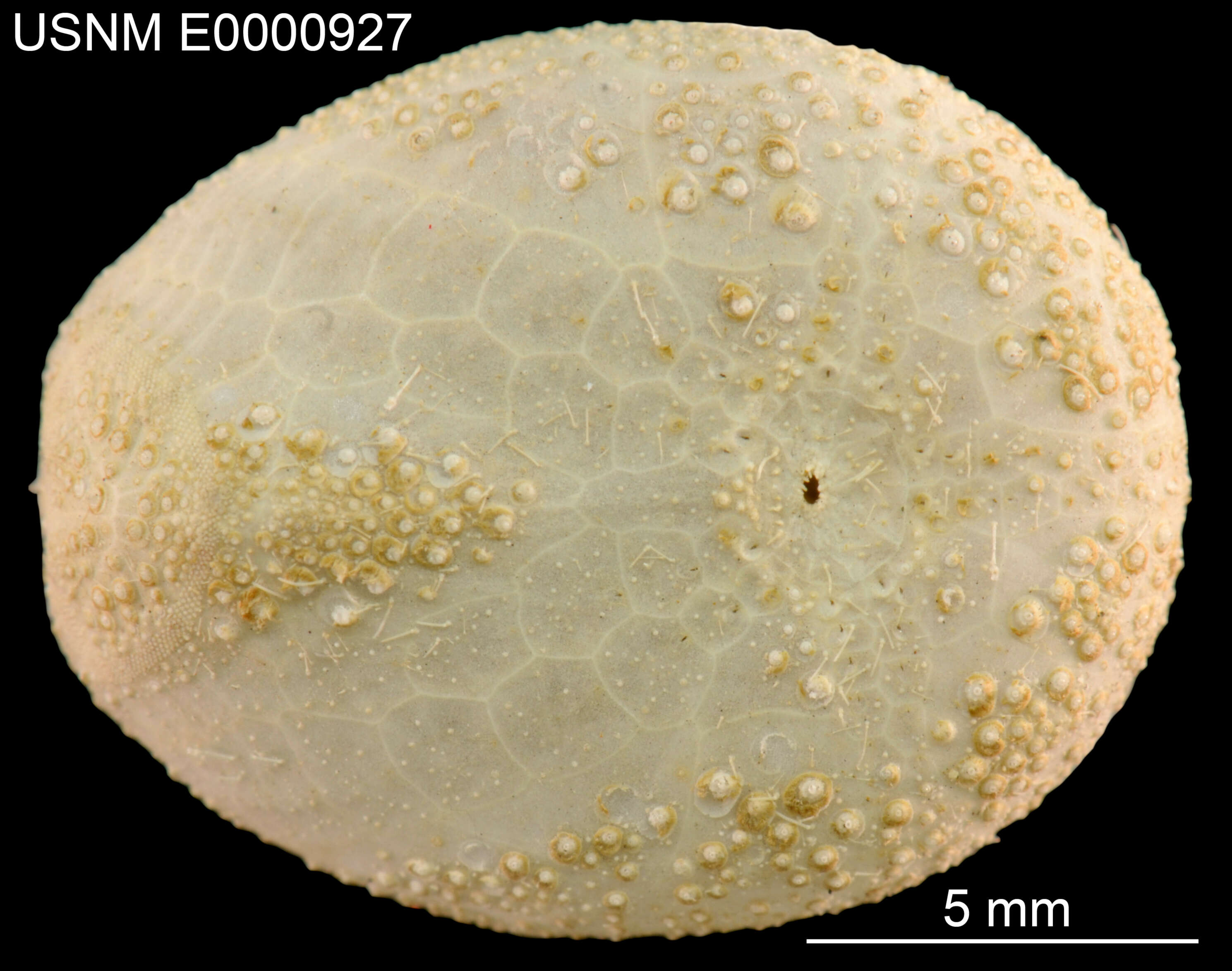 Image of Pycnolampas oviformis A. Agassiz & H. L. Clark 1907