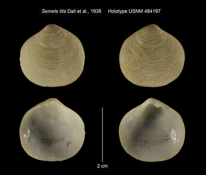 Image of Semele australis (G. B. Sowerby I 1833)