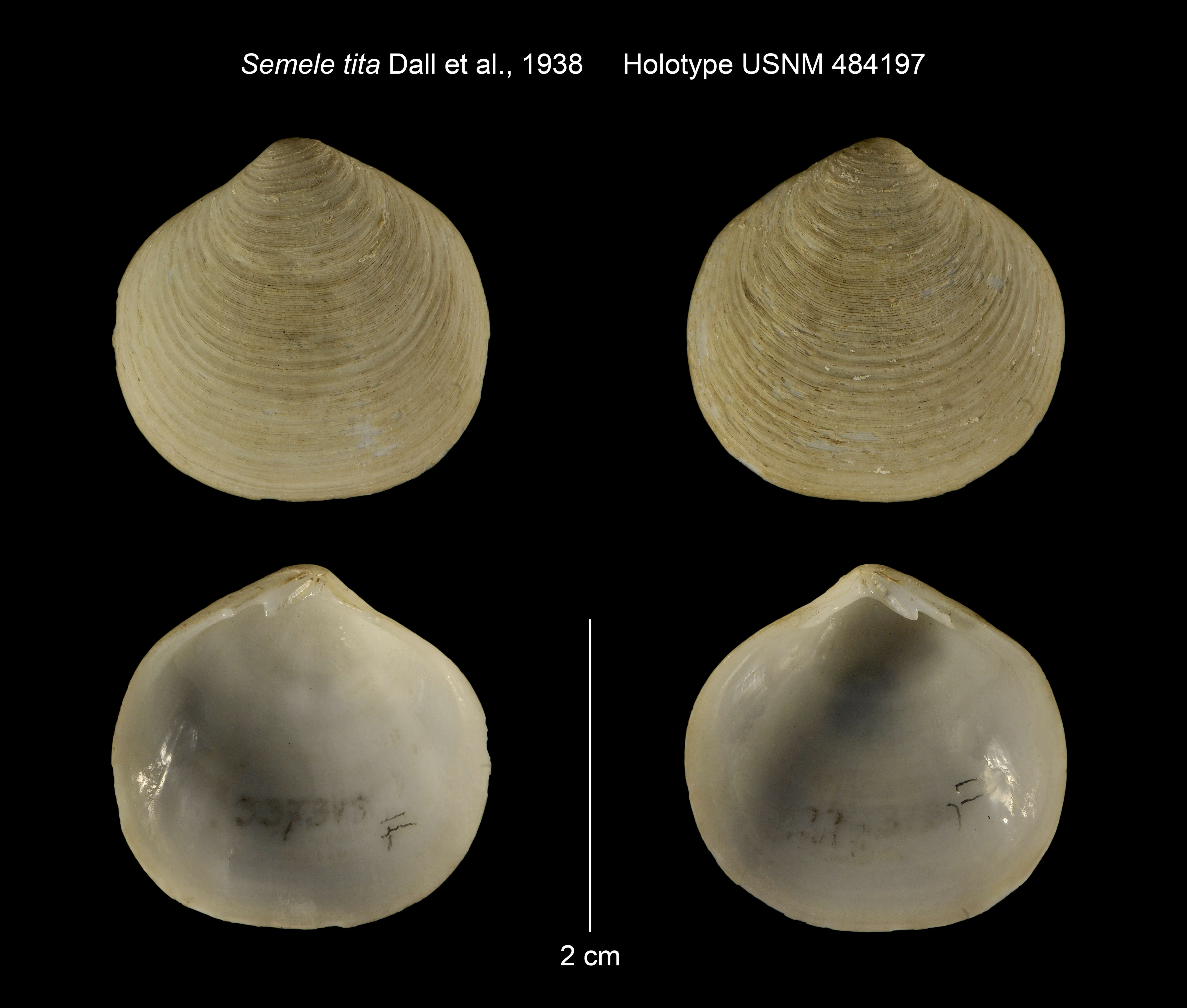 Image de Semele australis (G. B. Sowerby I 1833)