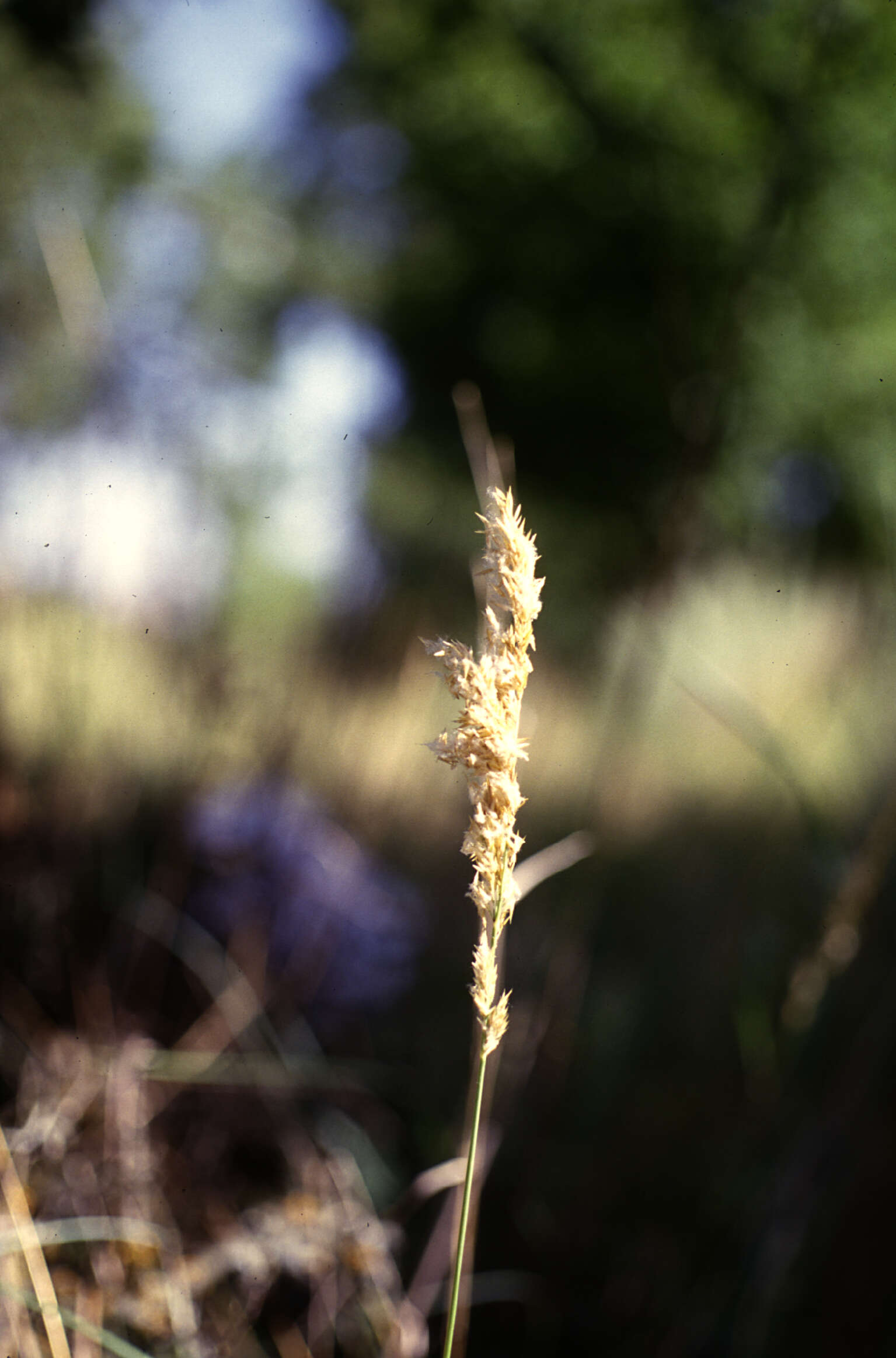 Image of Texas bluegrass