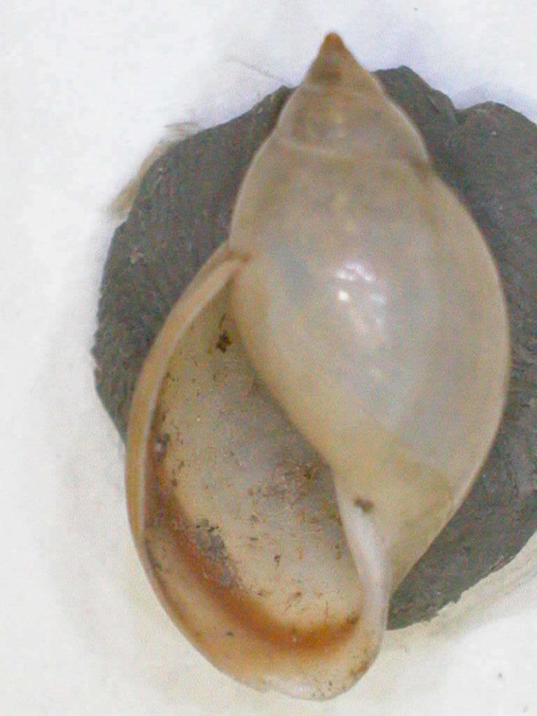 Image of Physa carltonii