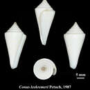 Image of Conus leekremeri Petuch 1987