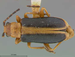 Image of Phyllobrotica antennata Schaeffer 1932