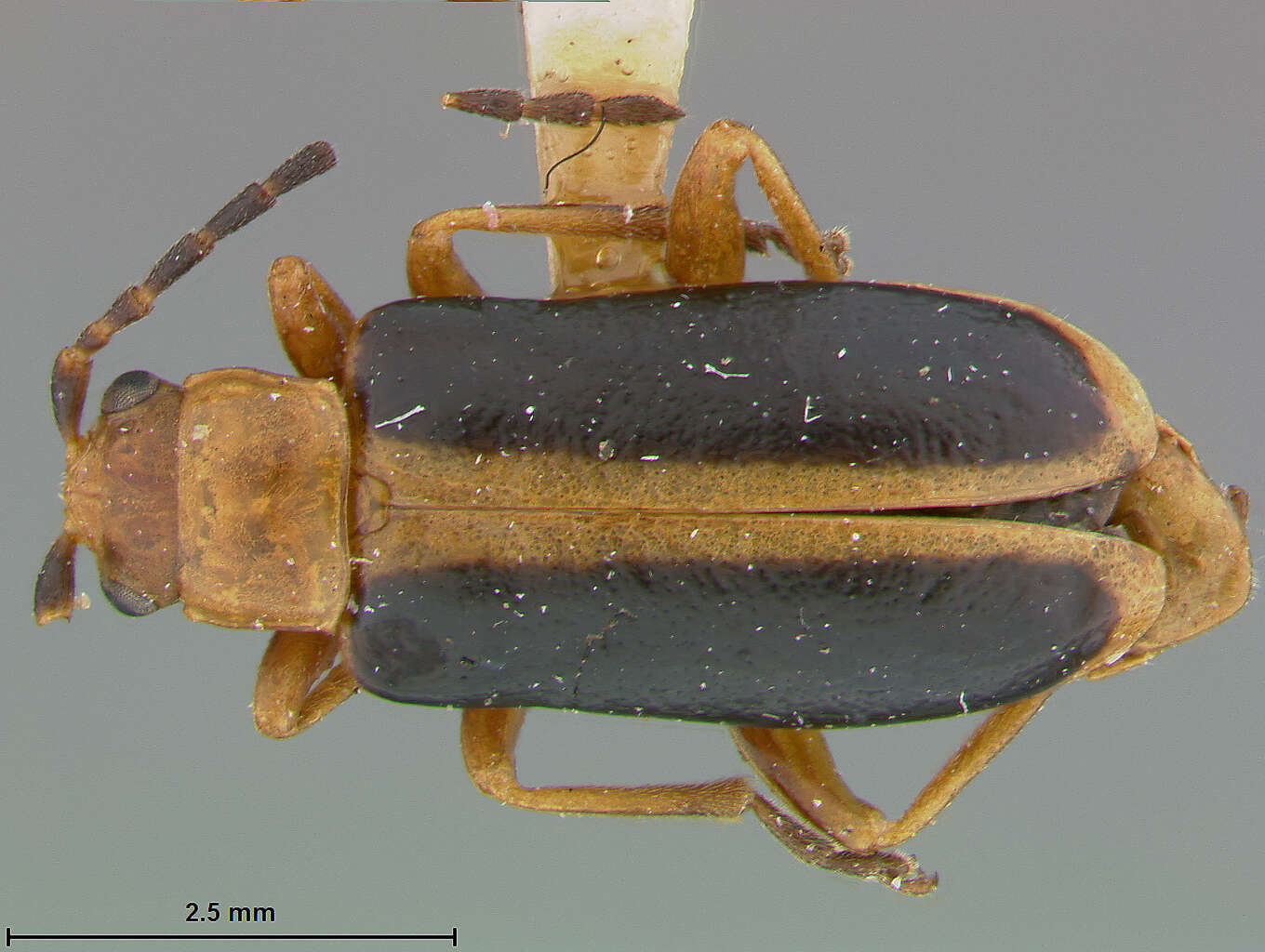 Image of Phyllobrotica antennata Schaeffer 1932