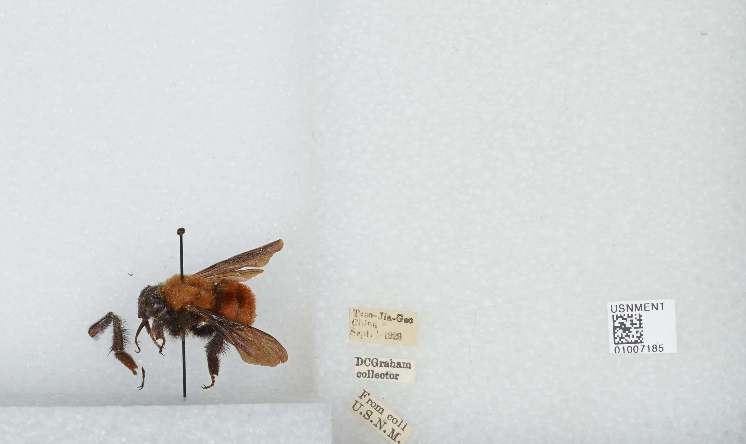 Image of Bombus atripes Smith 1852