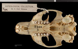 Image of Marmota flaviventris luteola A. H. Howell 1914