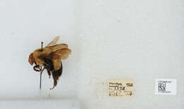 Слика од Bombus affinis Cresson 1864